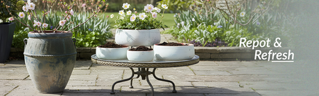 Winter-to-Spring Transition: When to Repot Your Plants