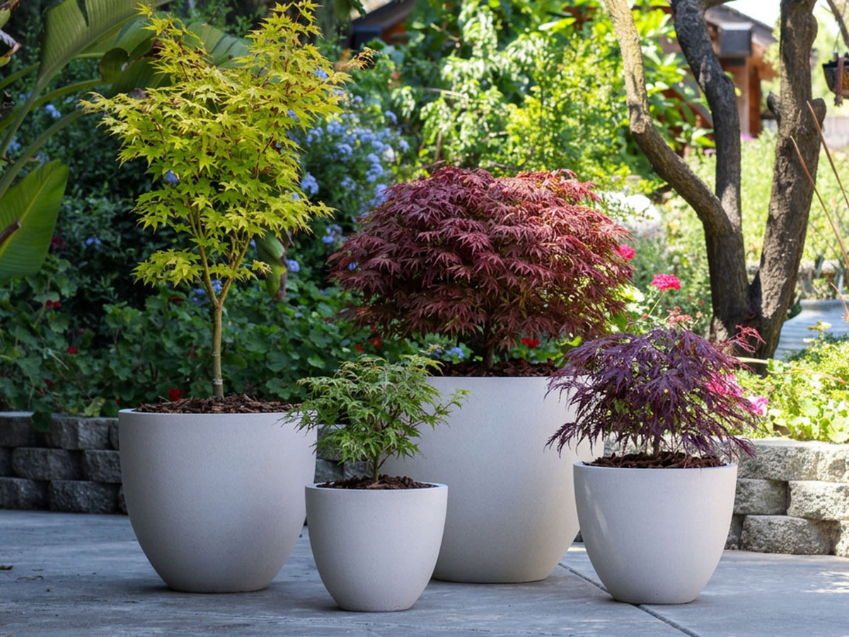 MAJESTY PALM PLANTER