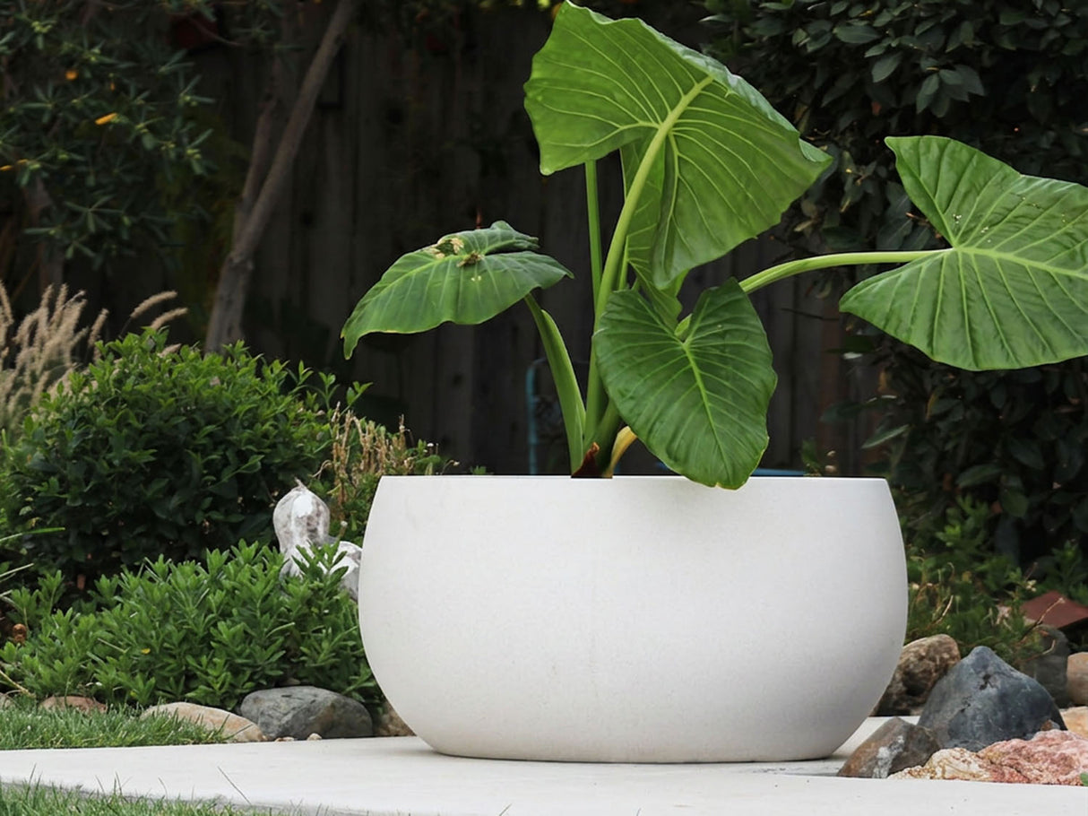 MAPLE BOWL PLANTER