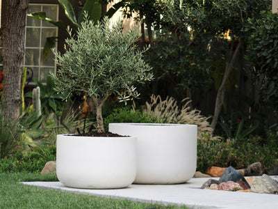 OLIVE BOWL PLANTER