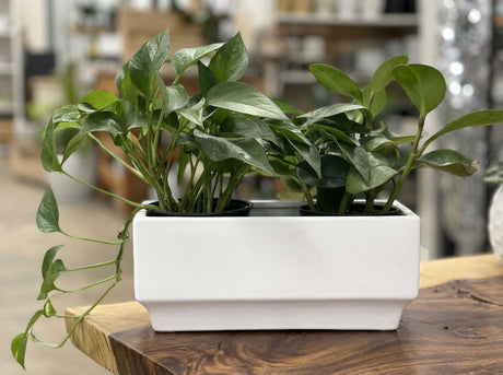 Art Decor Rectangular Planter By Plantatorem