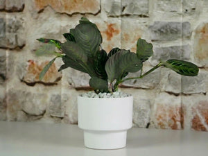Art Decor Round Planter By Plantatorem