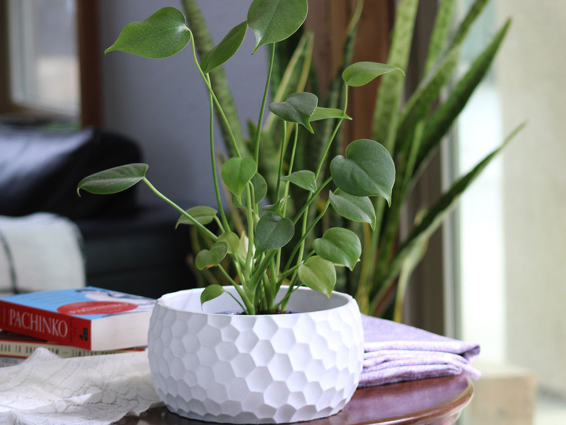 The Art Decor Honeycomb Bowl