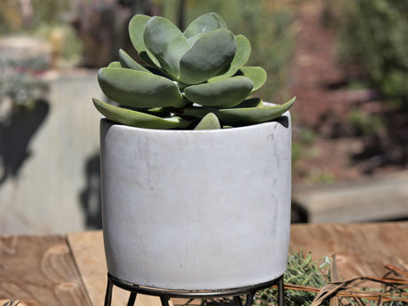 Cylinder Concrete Planter