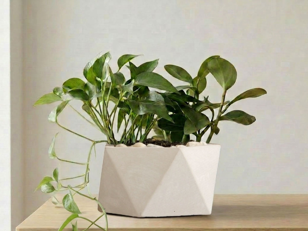 Geometry Pot Buy Geometry Pentagon Planter | Modern Indoor Plant Pot – PLANTATOREM