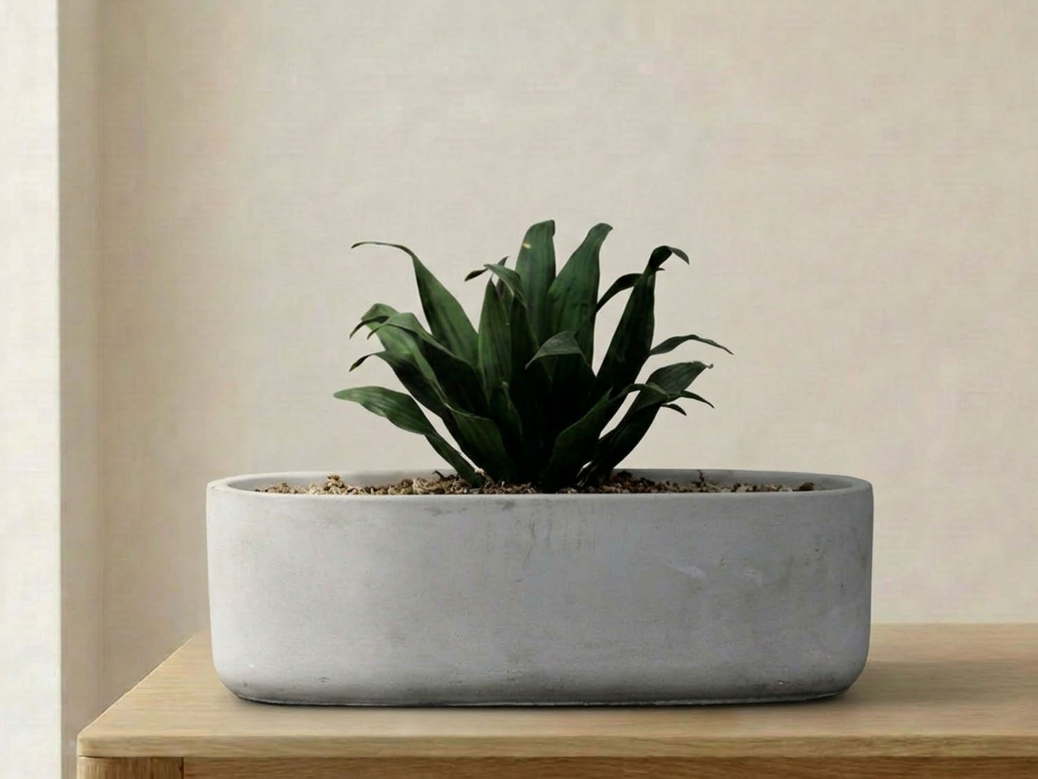 oval indoor planter Avenue 3.5" PCC Low Oval