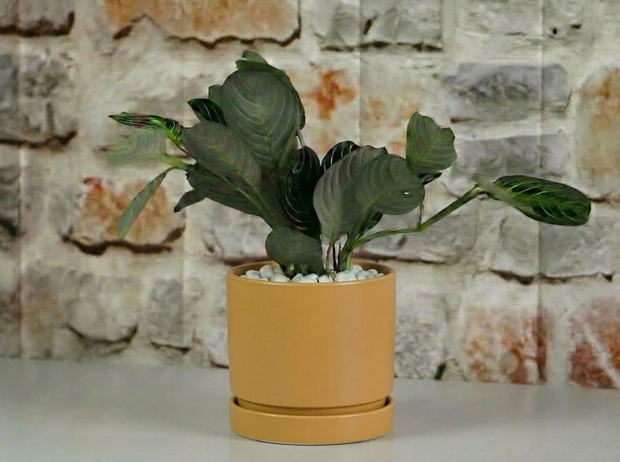 Carmel Attached Saucers Planters