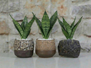 Lula's Mix Succulent Cups