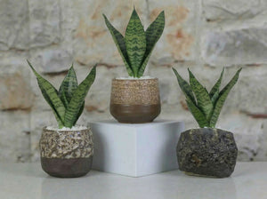 Lula's Mix Succulent Cups