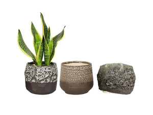 Lula'S Mix Succulent Cups