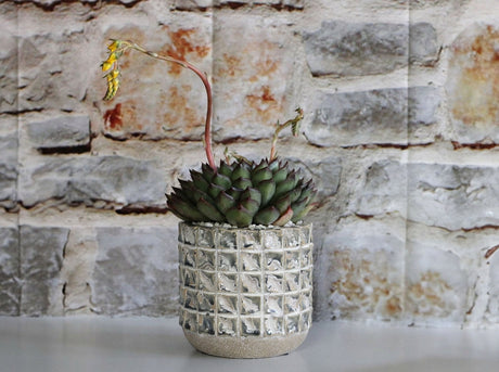 Salinas Planters