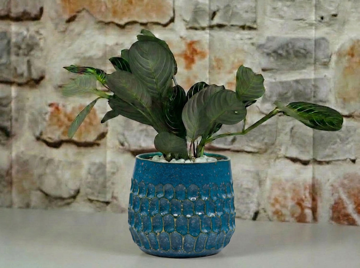 Cambria Planters