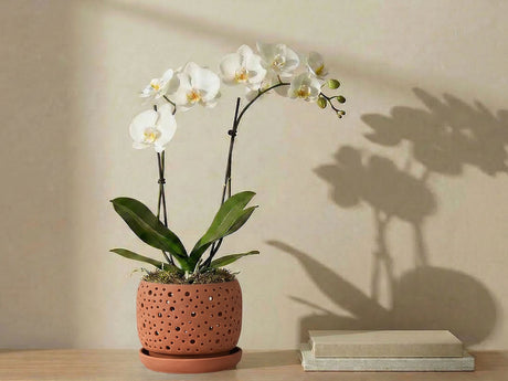 Rain Drop Orchid Planter-Sand By Plantatorem