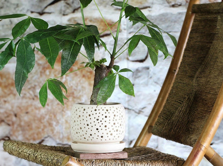 Rain Drop Orchid Planter-Sand By Plantatorem