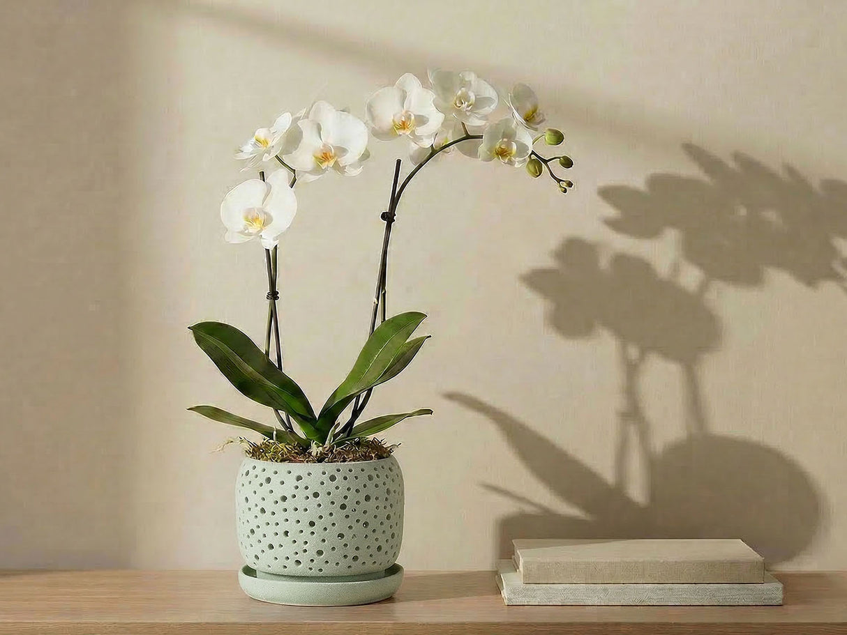 Rain Drop Orchid Planter-Sand By Plantatorem