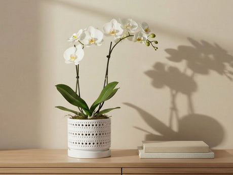 Moon Gate Orchid Planter with Attached Saucer- Pastel By Plantatorem