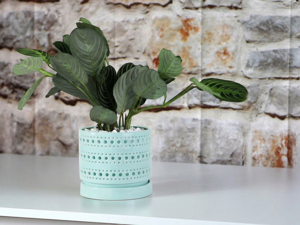 Moon Gate Orchid Planter with Attached Saucer- Pastel By Plantatorem