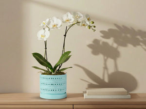 Moon Gate Orchid Planter with Attached Saucer- Pastel By Plantatorem