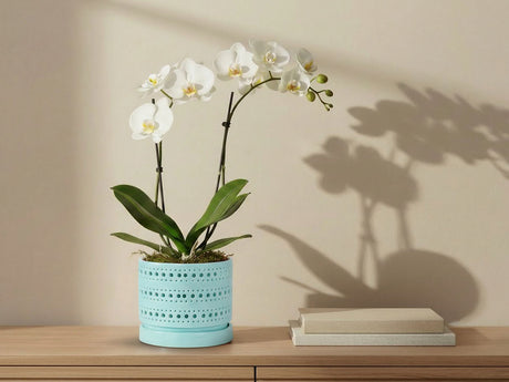 Moon Gate Orchid Planter with Attached Saucer- Pastel By Plantatorem