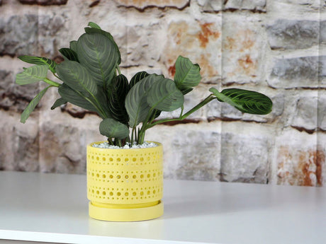 Moon Gate Orchid Planter with Attached Saucer- Pastel By Plantatorem