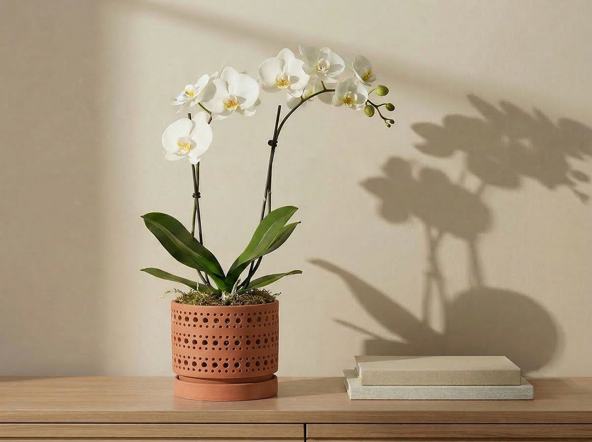 Moon Gate Orchid Planter with Attached Saucer - Sand By Plantatorem