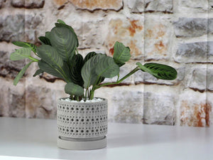 Moon Gate Orchid Planter with Attached Saucer - Sand By Plantatorem