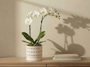 Moon Gate Orchid Planter with Attached Saucer - Sand By Plantatorem