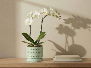Moon Gate Orchid Planter with Attached Saucer - Sand By Plantatorem