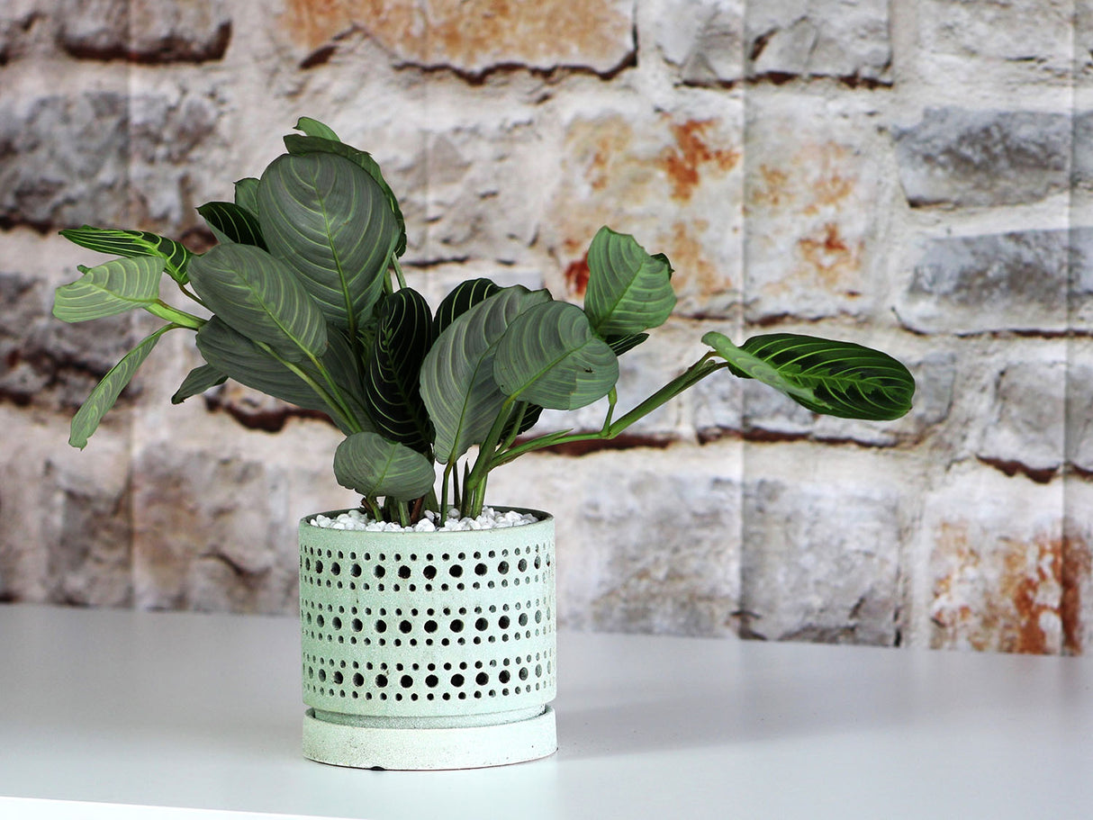 Moon Gate Orchid Planter with Attached Saucer - Sand By Plantatorem