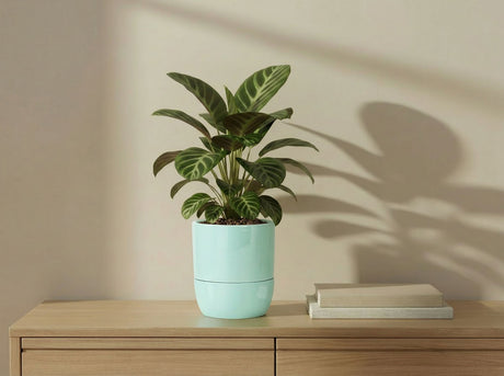 Urban Dweller Self-Watering Pot- Pastel By Plantatorem