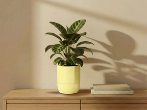 Urban Dweller Self-Watering Pot- Pastel By Plantatorem