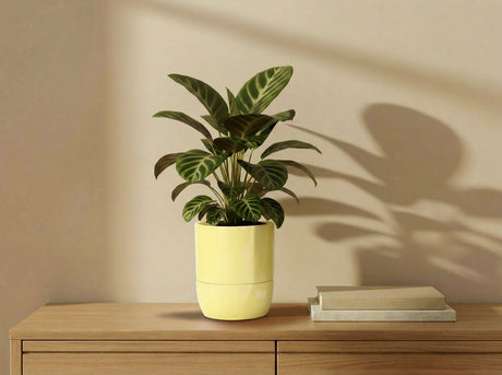 Urban Dweller Self-Watering Pot- Pastel By Plantatorem