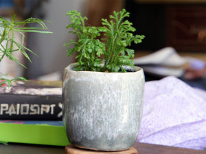 large teacup planter pots Buy Jewel Teacup Planter 4.0" L x 4.0" W x 4.0" H (Case of 12) / Crystal Green Mist