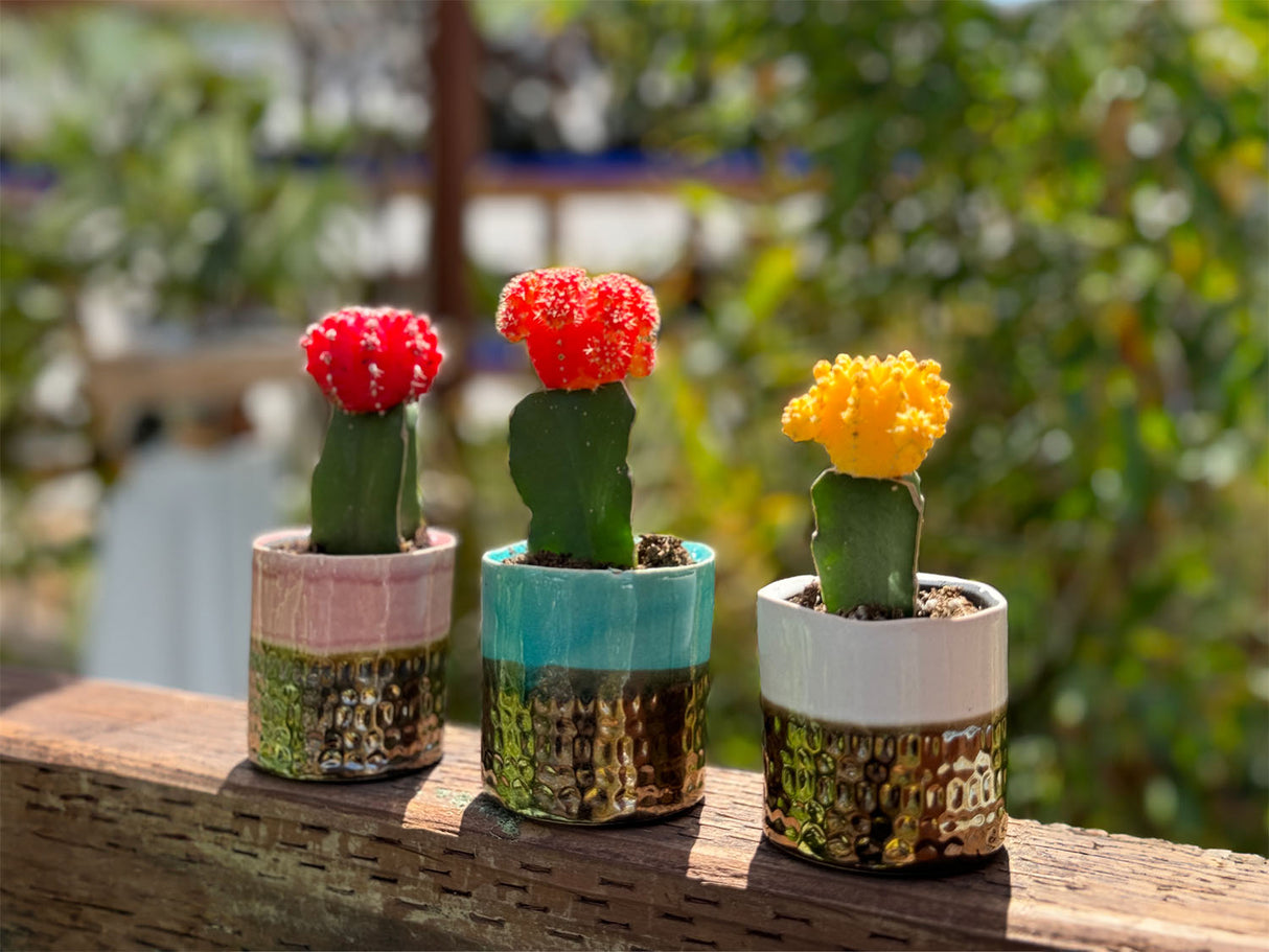 JEWEL CACHE POT-MIX