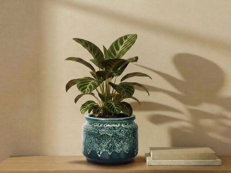 Jewel Self-Watering Planter By Plantatorem