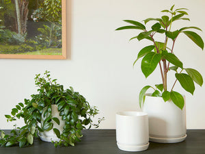 Cylinder with Attached Saucer- 7.0" x 6.5" By Plantatorem
