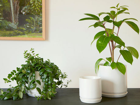 Cylinder with Attached Saucer- 7.0" x 6.5" By Plantatorem