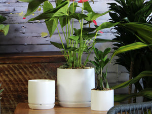 Cylinder with Attached Saucer- 7.0" x 6.5" By Plantatorem