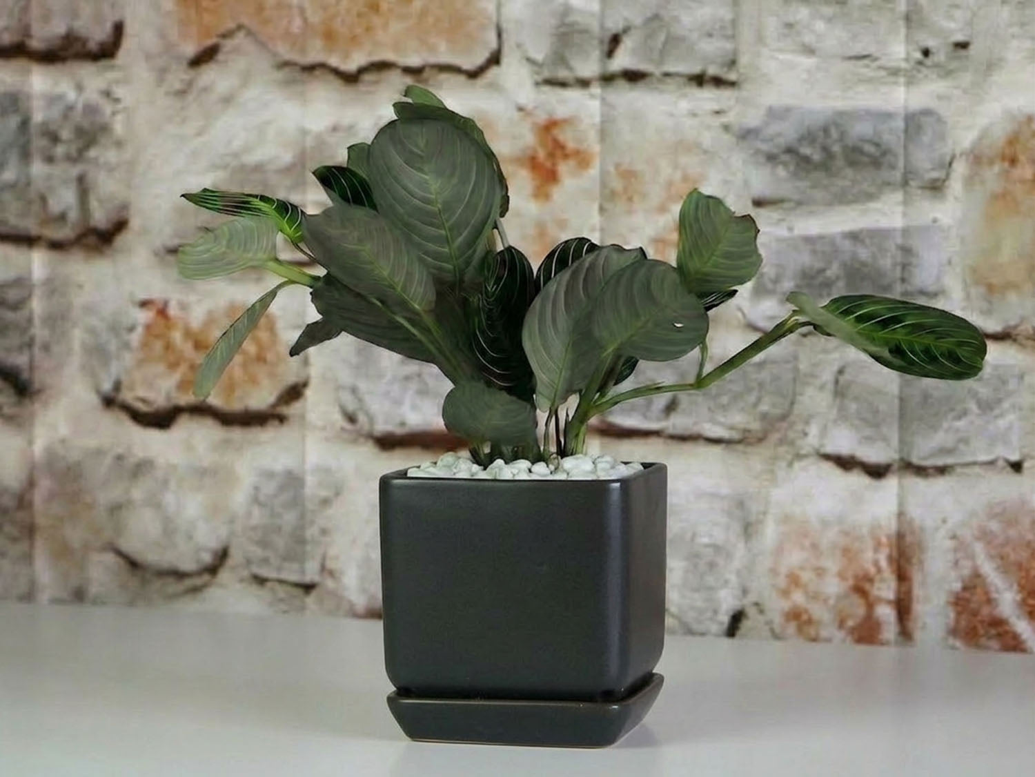 indoor planter with saucer Palm Springs Pot 4.5 in (Grey) Cube