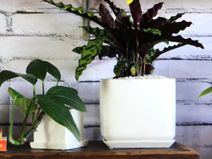 Cube with Attached Saucer- 5.5" x 5.0" By Plantatorem