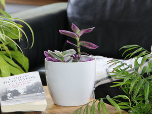 Peace Lily Cache Pot- 8.5" x 7.5" By Plantatorem