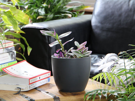 Peace Lily Cache Pot- 6.5" x 5.5" By Plantatorem
