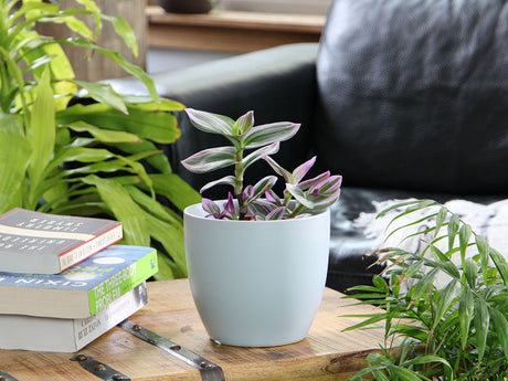 Peace Lily Cache Pot 10.0" D x 8.5" H By Plantatorem