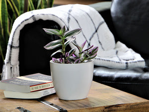 Peace Lily Cache Pot- 8.5" x 7.5" By Plantatorem