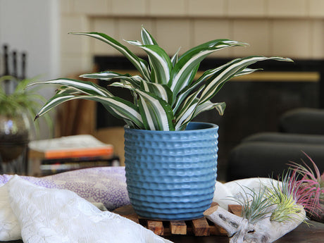 Honeycomb Planter 7.5" D x 7.0" H By Plantatorem