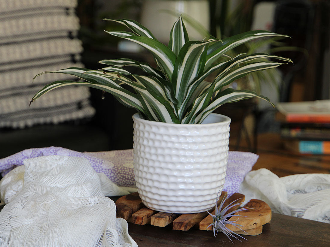Honeycomb Planter - 9.0" x 8.5" By Plantatorem