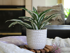 Honeycomb Planter - 9.0" x 8.5" By Plantatorem
