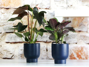 Monstera Cache Pot By Plantatorem