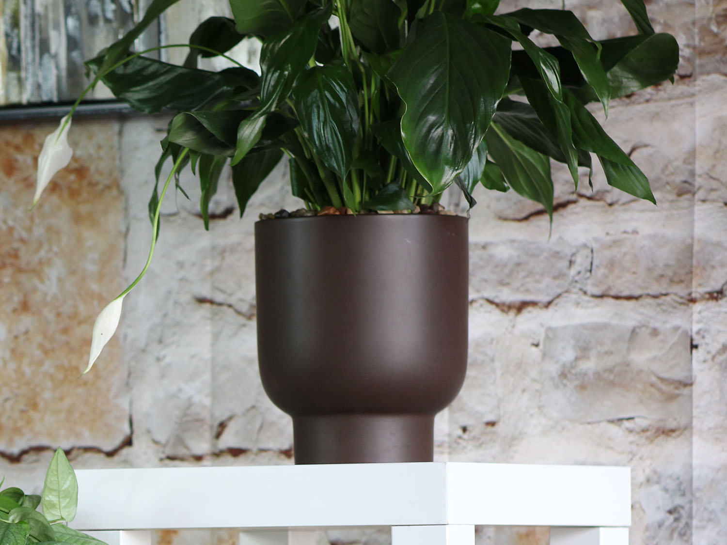 plant pots for monstera Monstera Cache Pot By Plantatorem Matte White / Case of 6