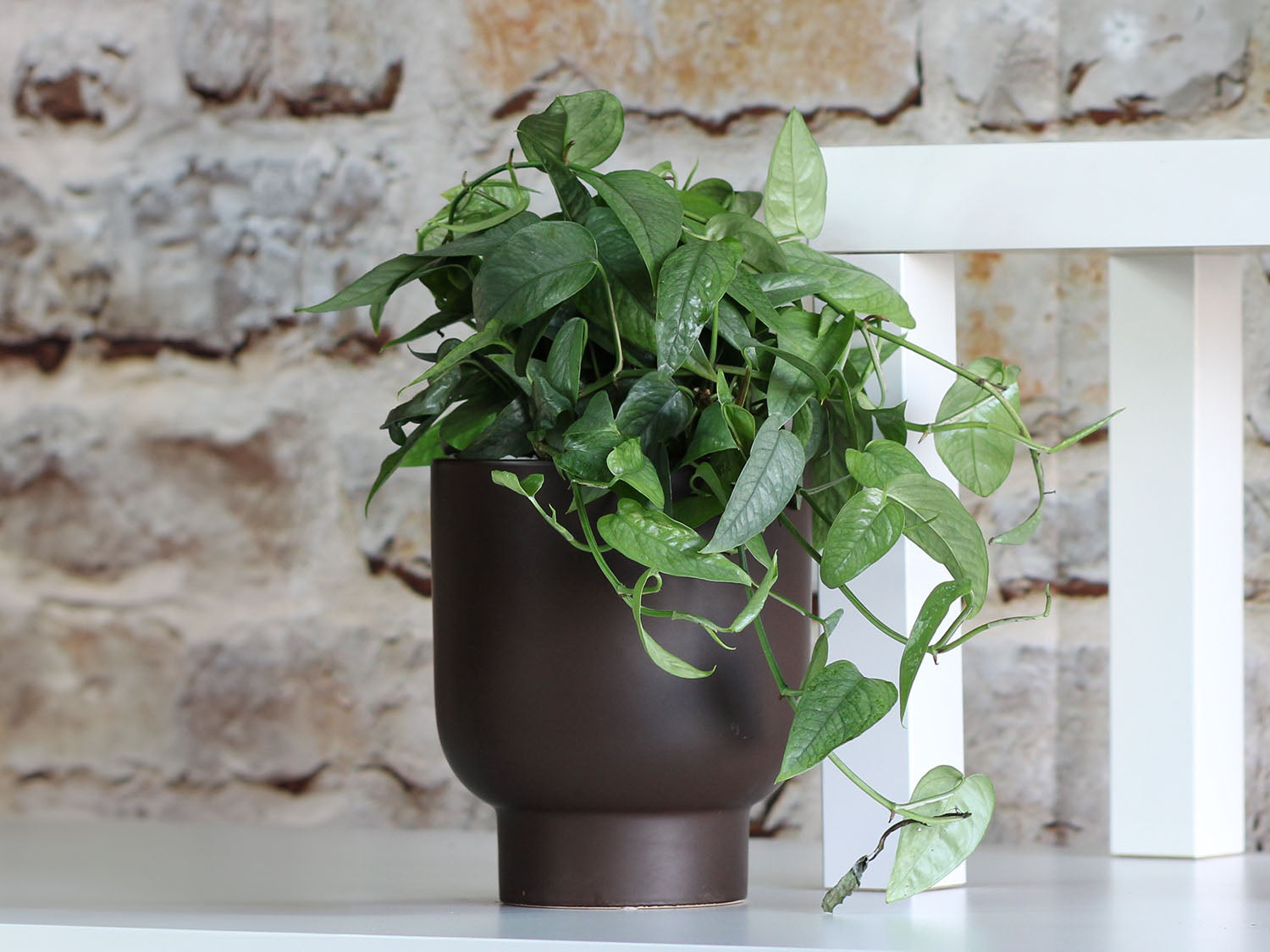 monstera pot Buy Monstera Cache Pot Matte White / Case of 12